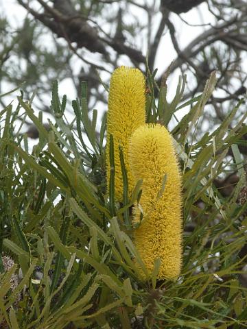(6) Banksia.JPG